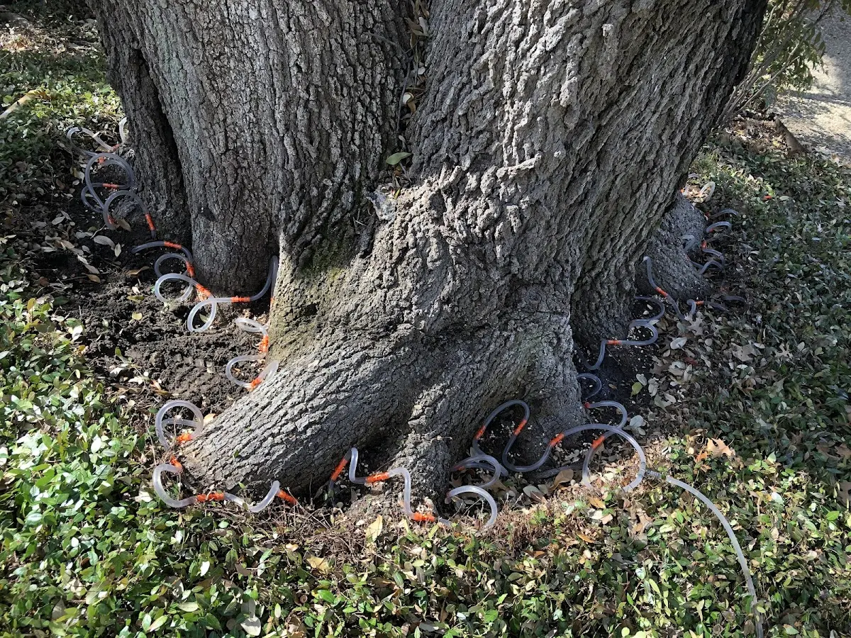 Detailed Tree Cabling and Bracing job site in Hearne