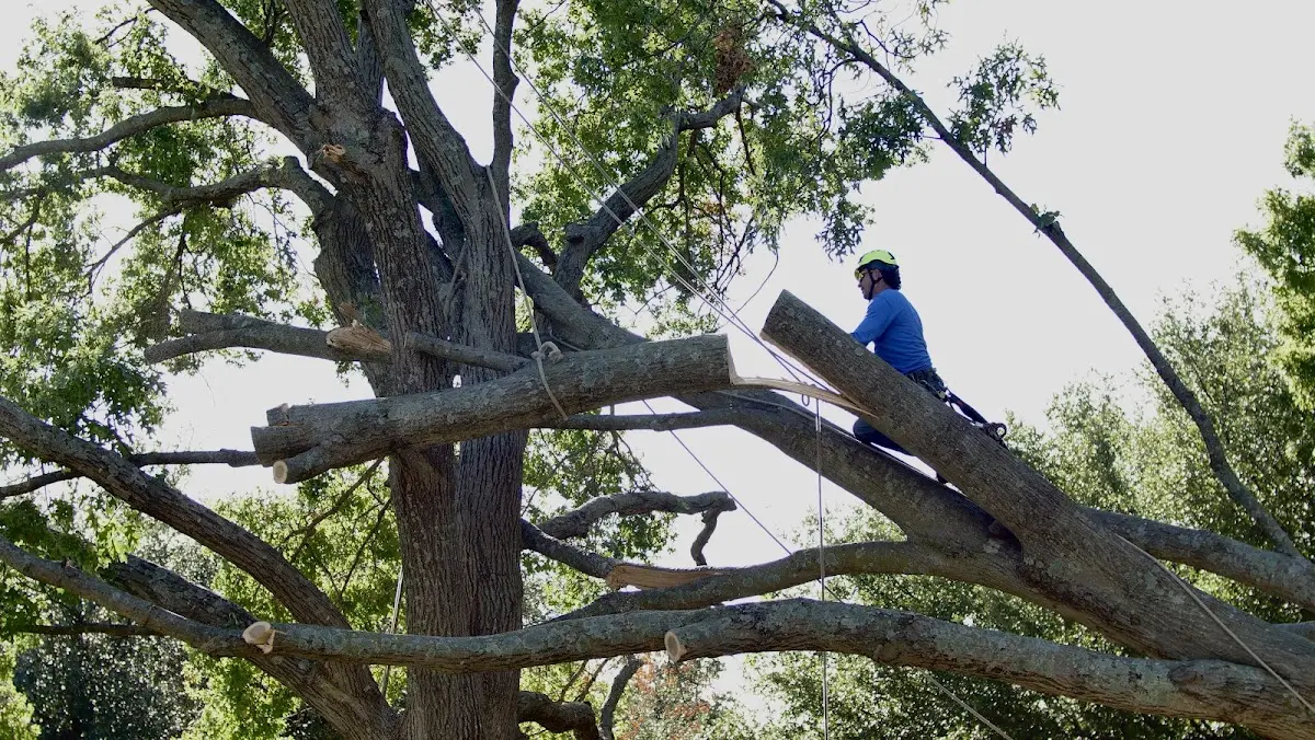 Professional Crown Thinning performed by certified arborists in Hearne